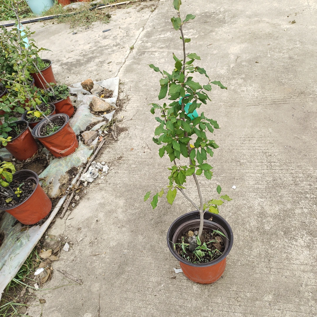 绿植适合南北方种植