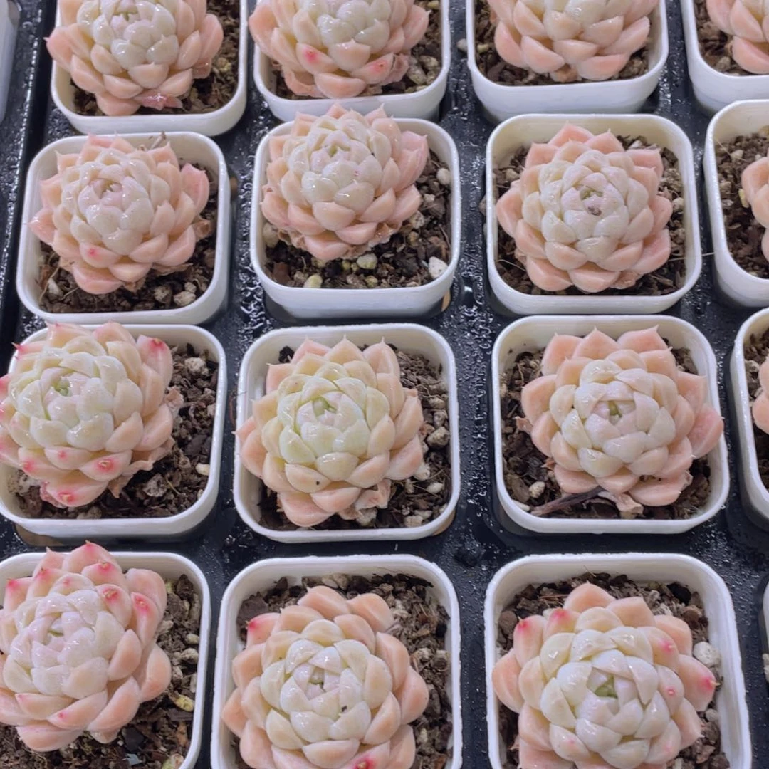 1040号 奶油白月光单头两个