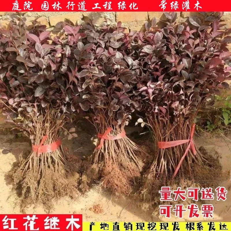 红花继木树苗室外庭院老桩地栽耐寒植物风景树四季绿化园林工程苗