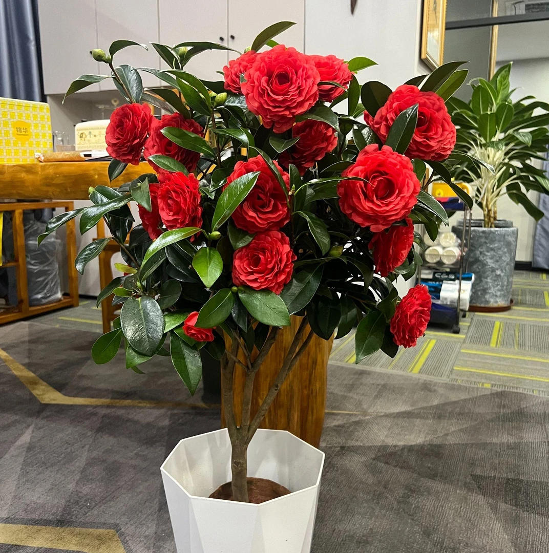 【80-100CM】大红色茶花盆栽带花苞四季开花室内外花卉绿植