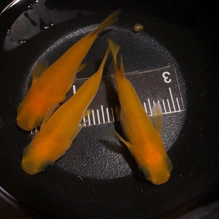 青鳉鱼一物一拍398