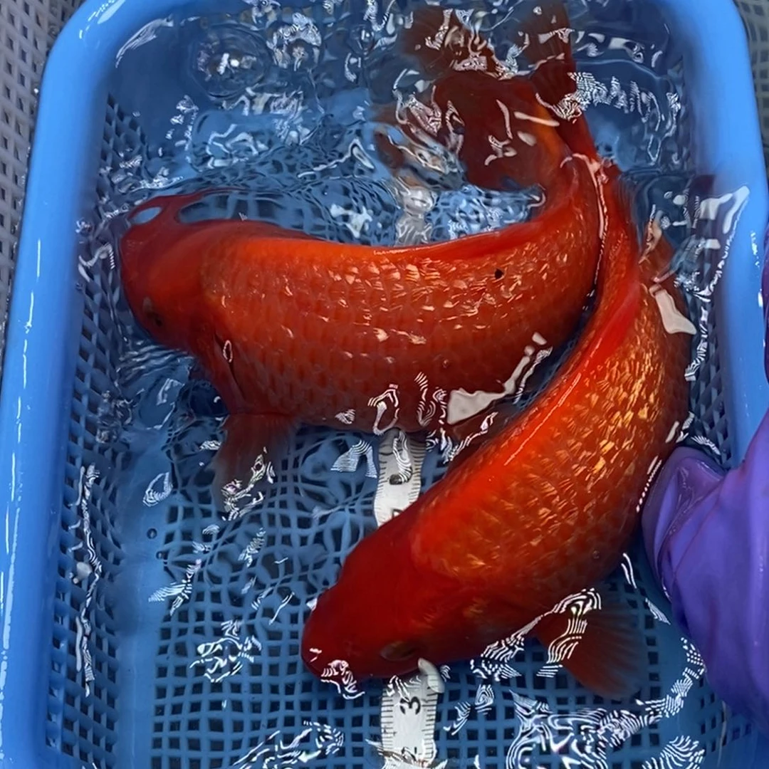 锦鲤冷水锦鲤包邮