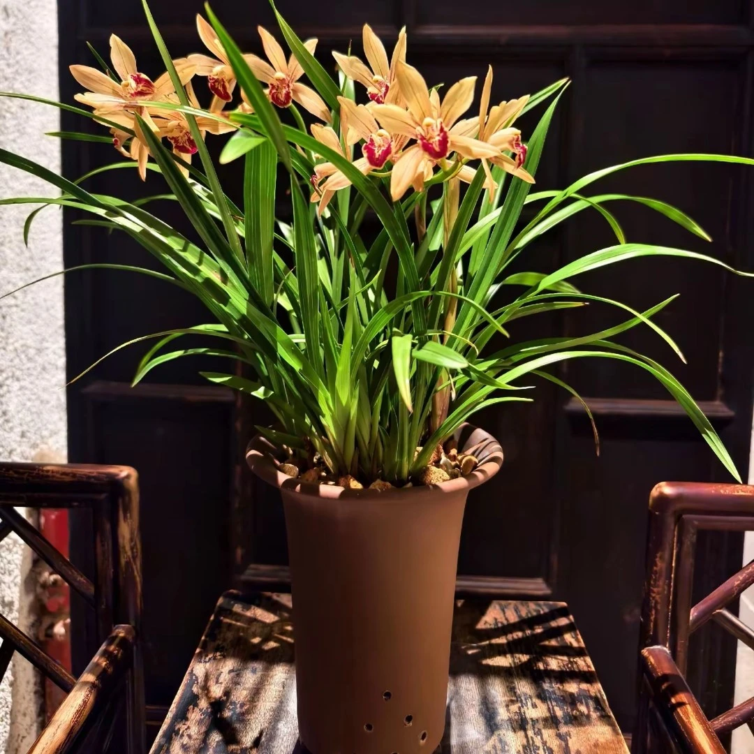 带花苞浓香兰花室内好养带盆名贵品种