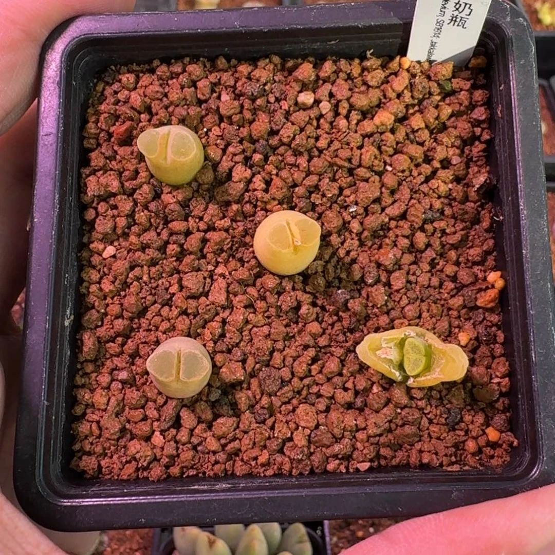 云缦新品特惠7.66 多肉