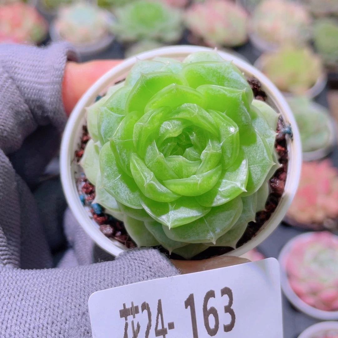 花利美24-163珍妮
