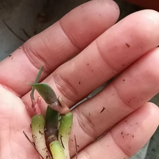 小***干无花朵特色花卉君子兰小苗