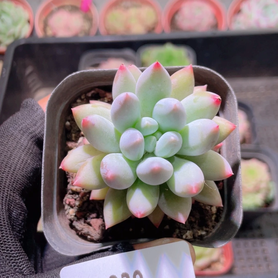 花利美7-339奶瓶