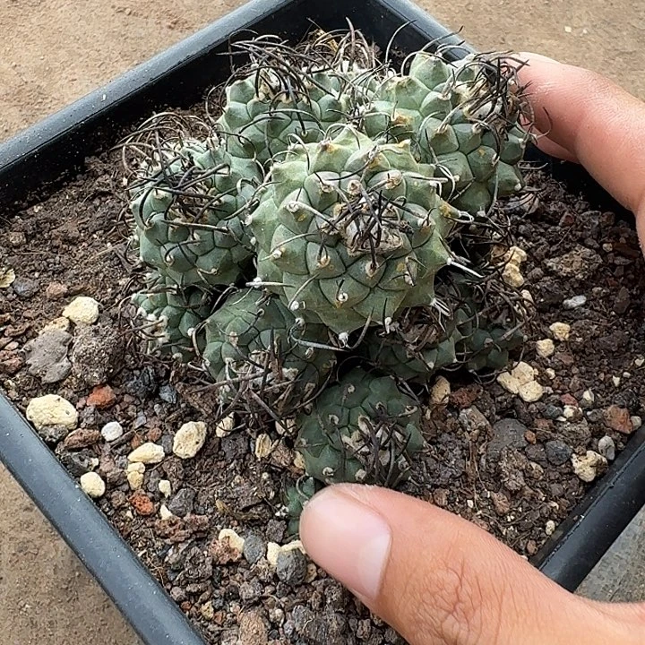 娇丽群生自根仙人球