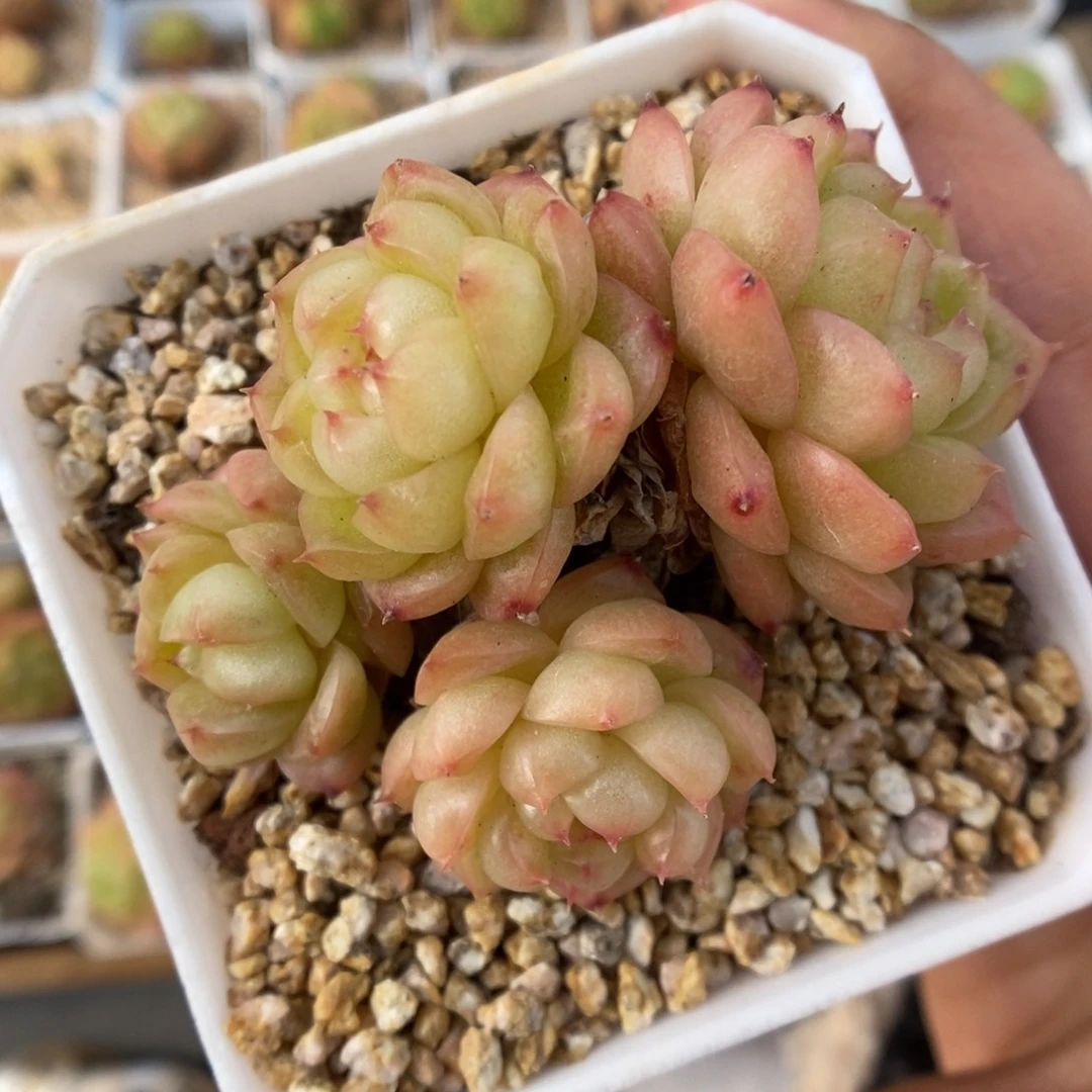 灯泡珍妮可拍1024号。