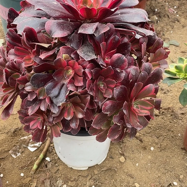 571蒙娜丽莎多肉植物