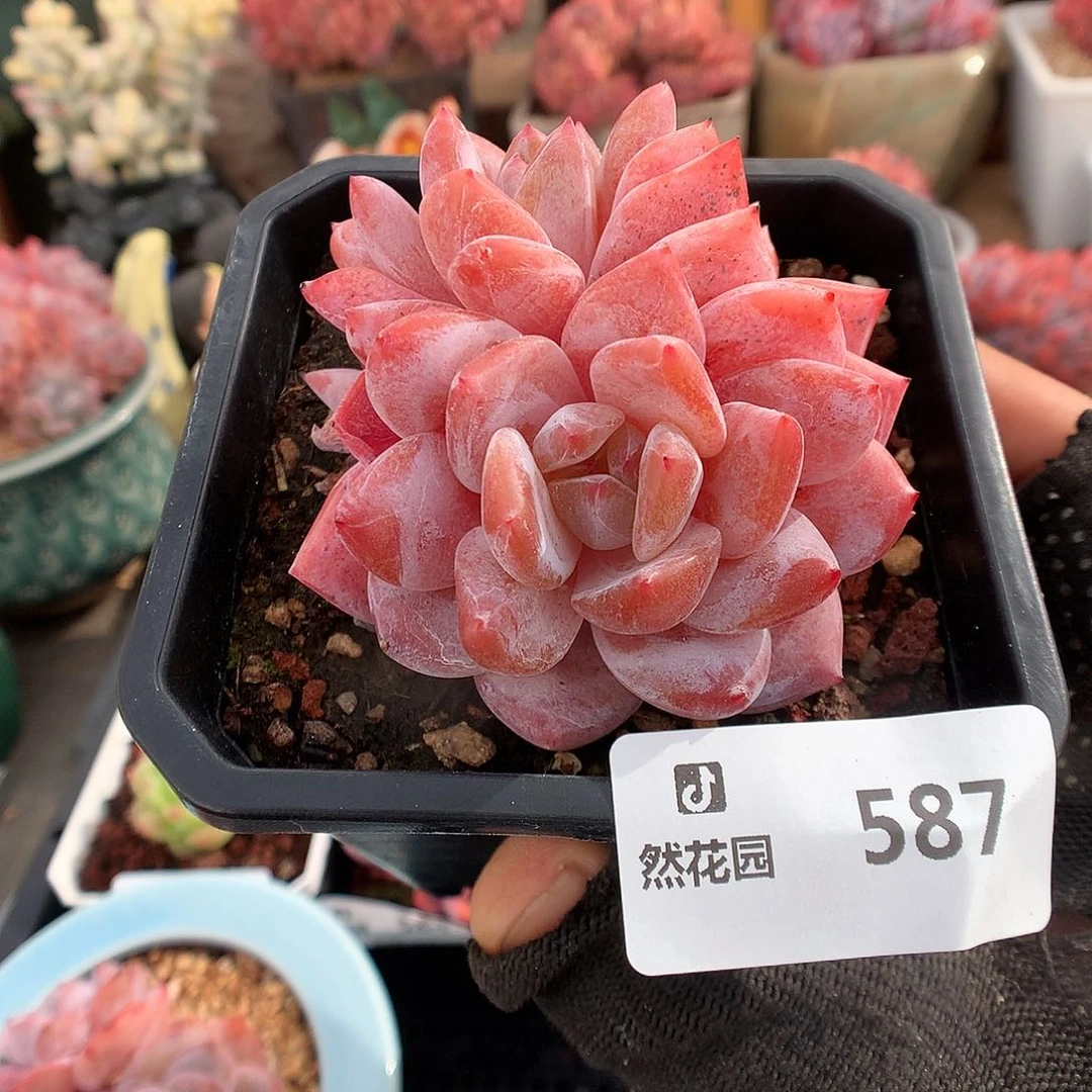 587玫瑰梦露多肉植物6666