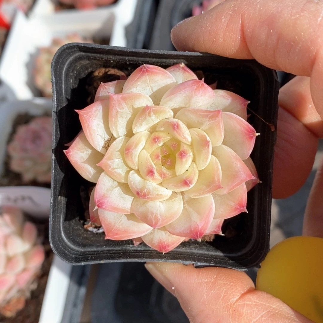 精品多肉一物一拍不包整33