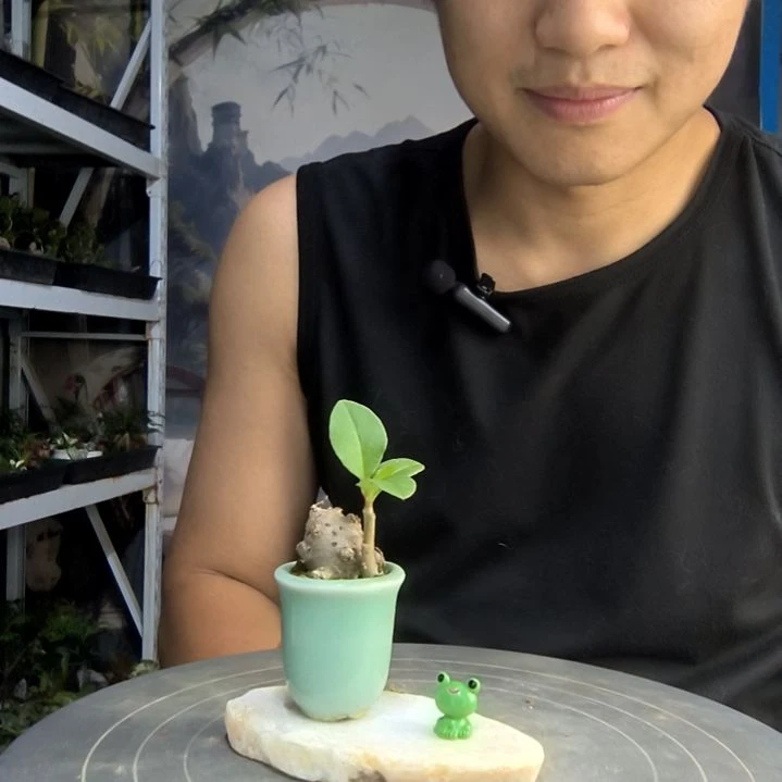 几*中青园艺一物一拍164