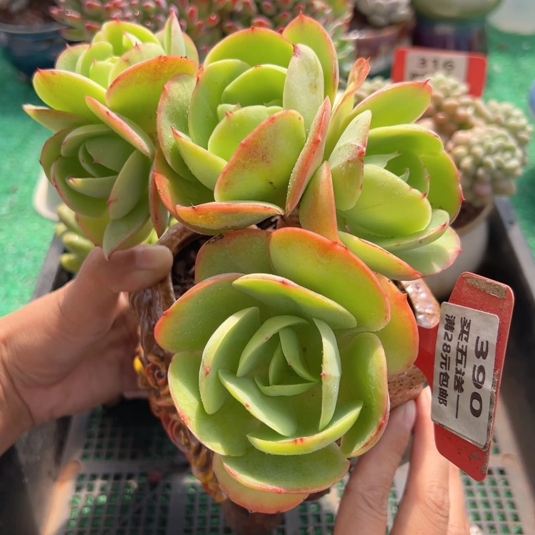 表妹精品多肉植物390.