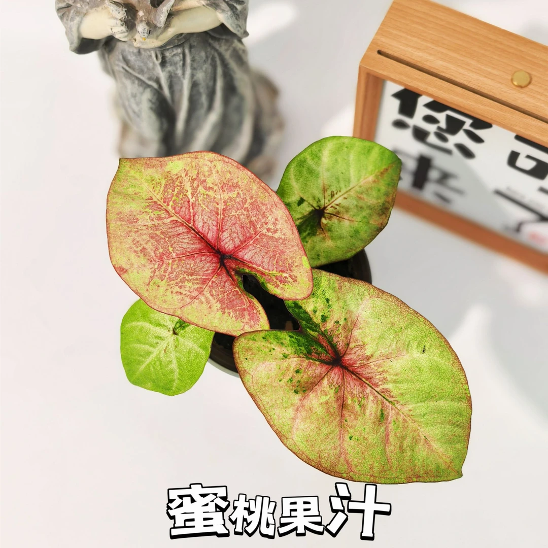 蜜桃果汁彩叶芋120口径花盆室内观叶植物网红ins风懒人绿植