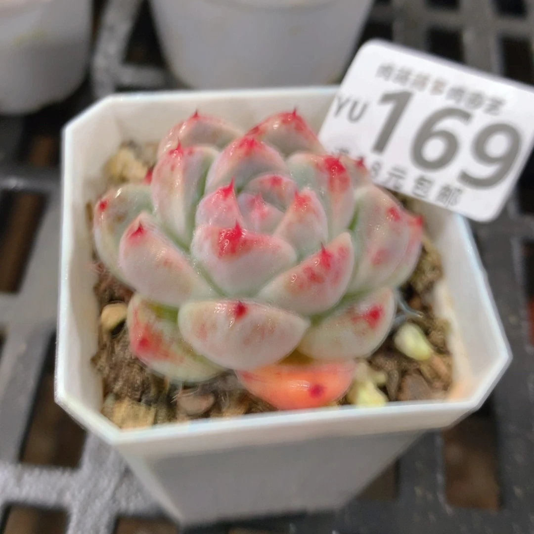 肉萌萌拇指盆精控多肉YU169