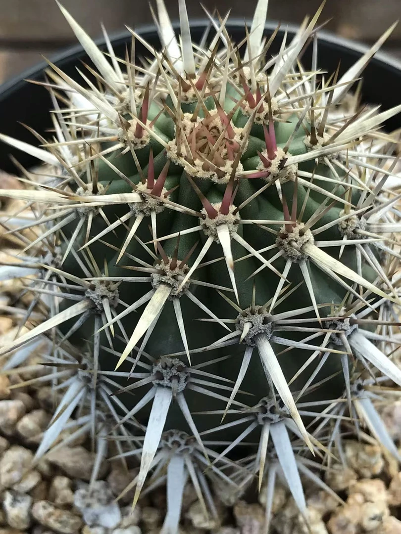 仙人球植物实生籽播伏地魔球体冠径6厘米多肉植物防辐射一物一拍