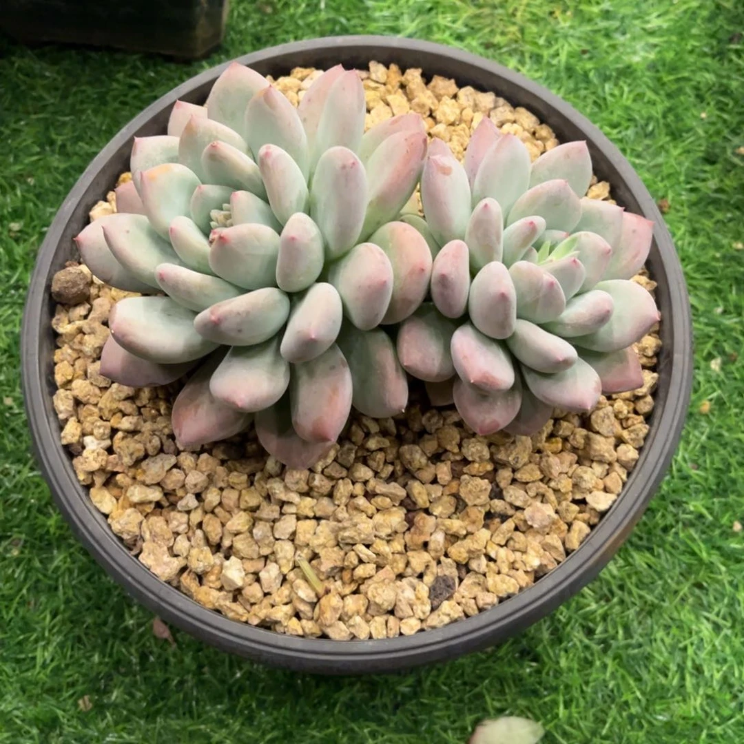 香橙脱土发货。。。。