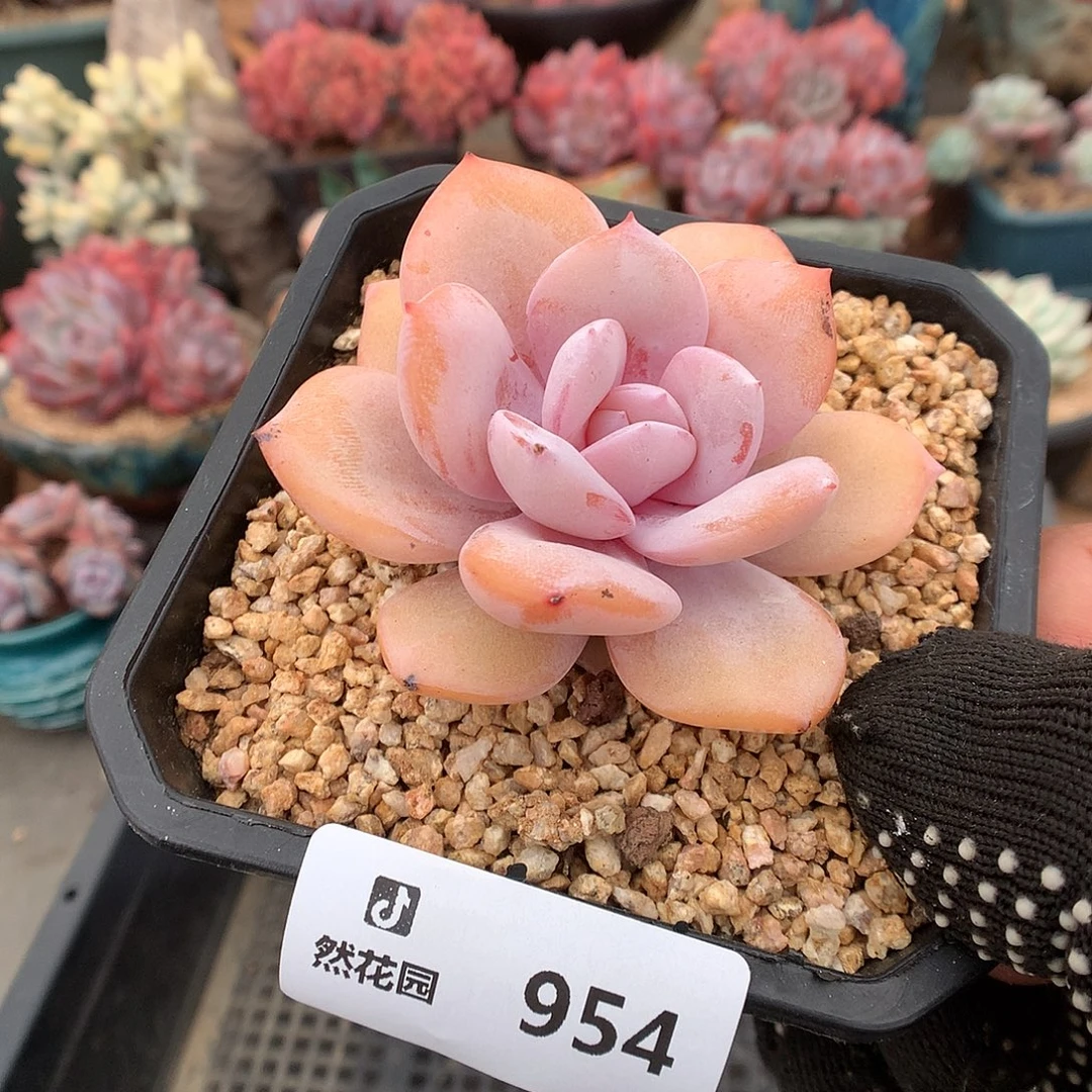 954奶茶多肉植物6666