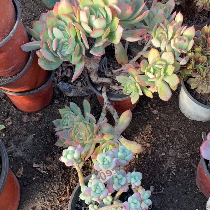 绮罗多肉➕劳尔多肉