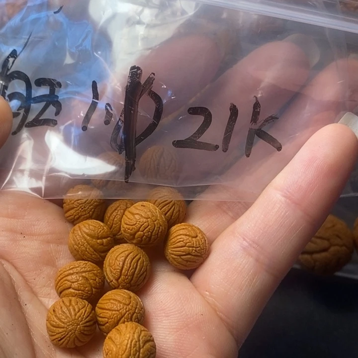 暖***心桃核手串陕西秦岭龙纹桃核11尺寸