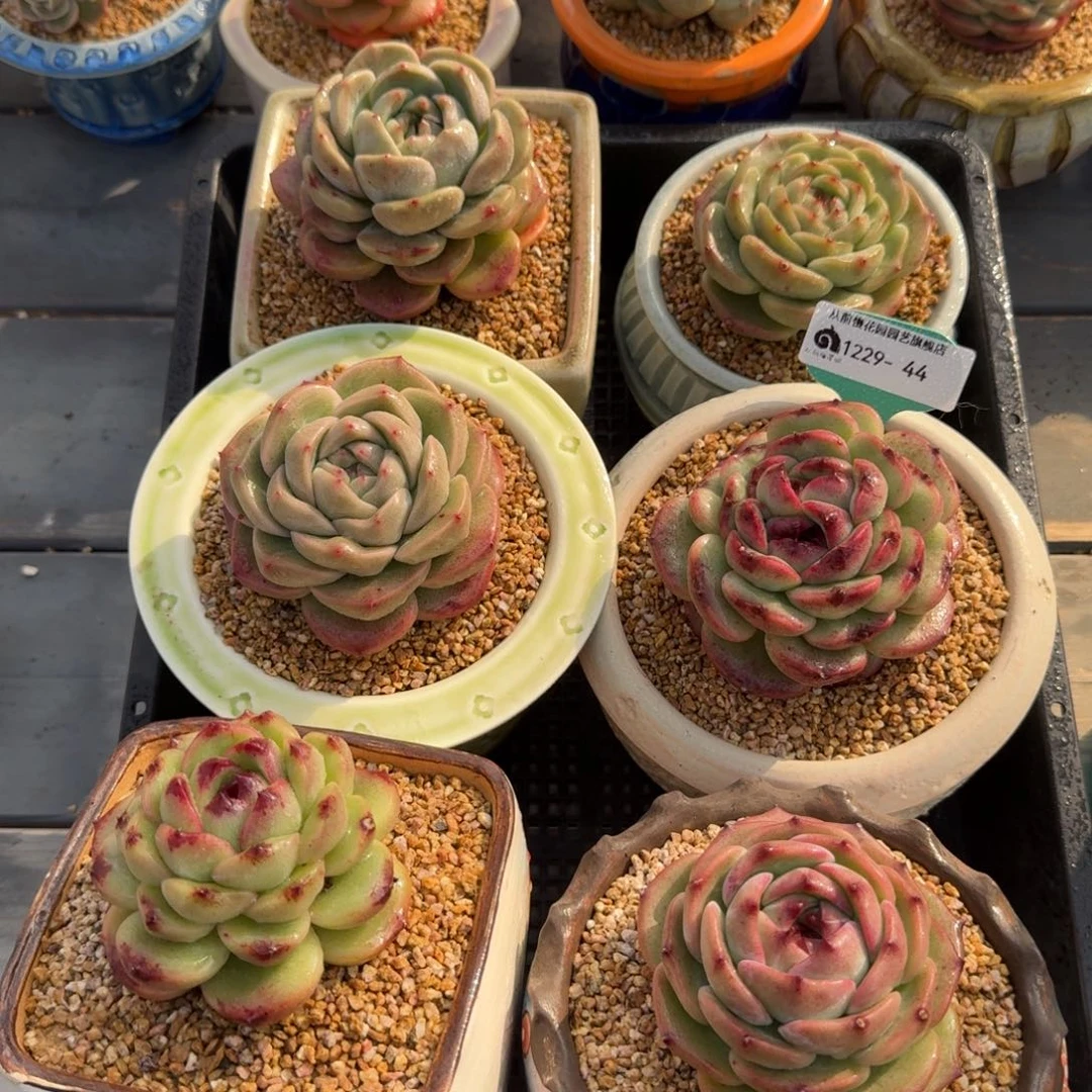 从前慢多肉精选编号1229.44