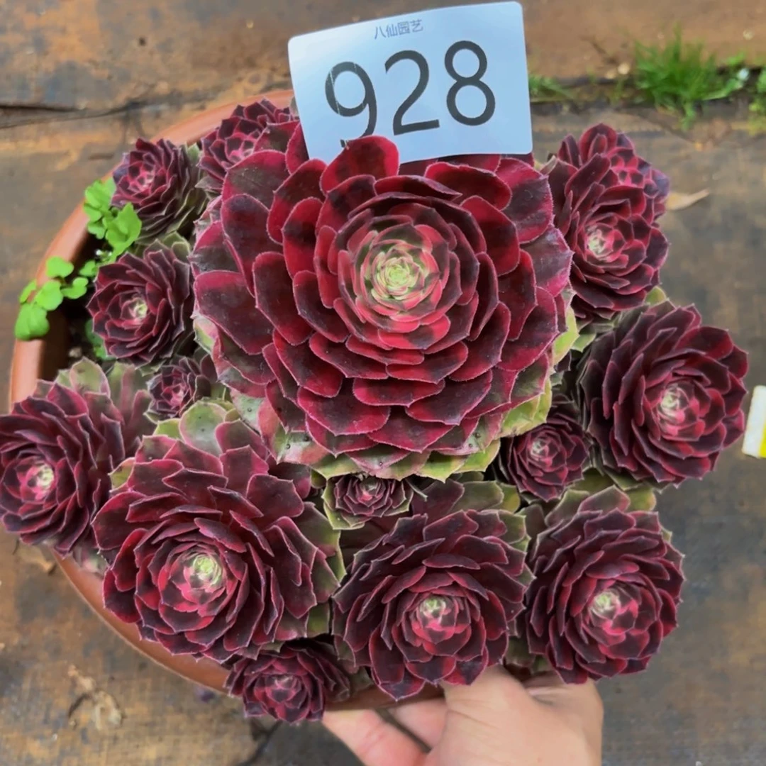 98多肉植物克拉恋人