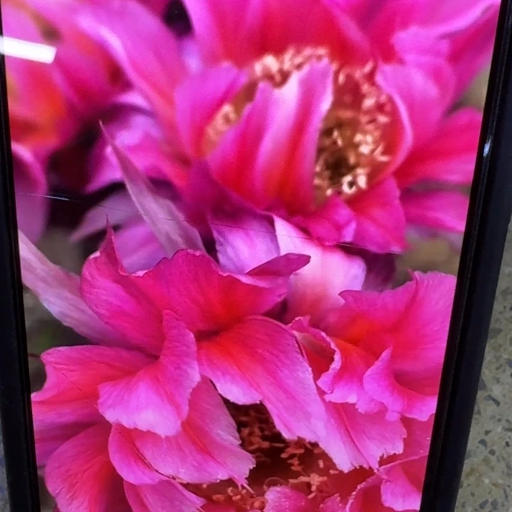 46彩草玫瑰酿歪4公分左右无根侧牙，20包邮