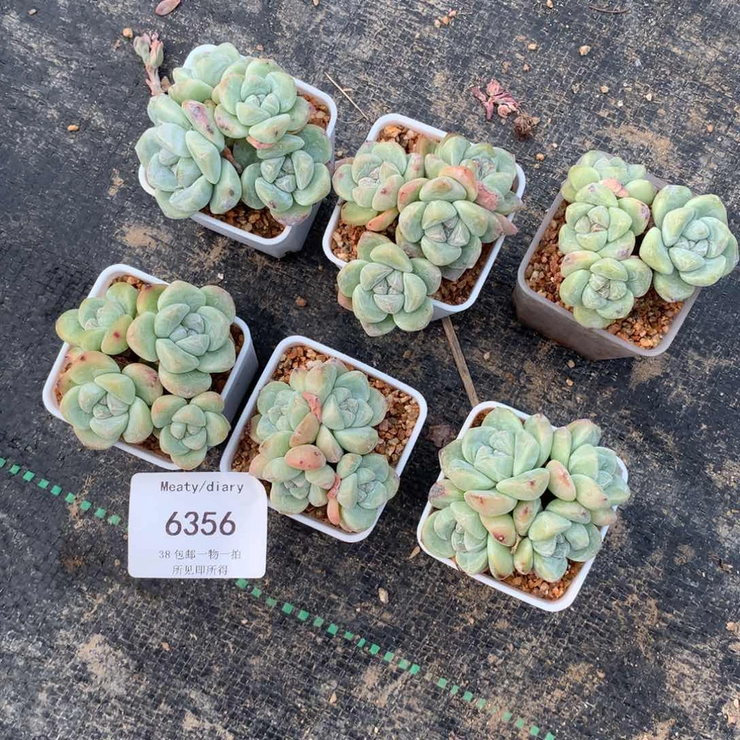 ゆ****i6356九颗带盆包邮