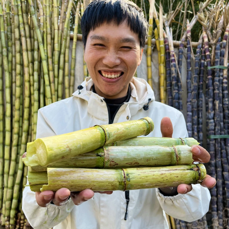 温州瑞安陶山青皮甘蔗脆皮果蔗松脆甜水果应季5斤绿皮现货现发