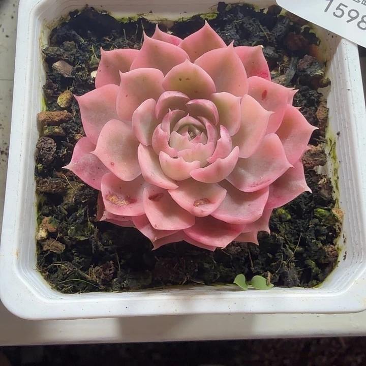 1598沙漠玫瑰锦38包邮多肉