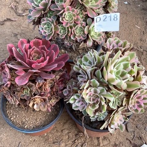 218三颗法师多肉植物