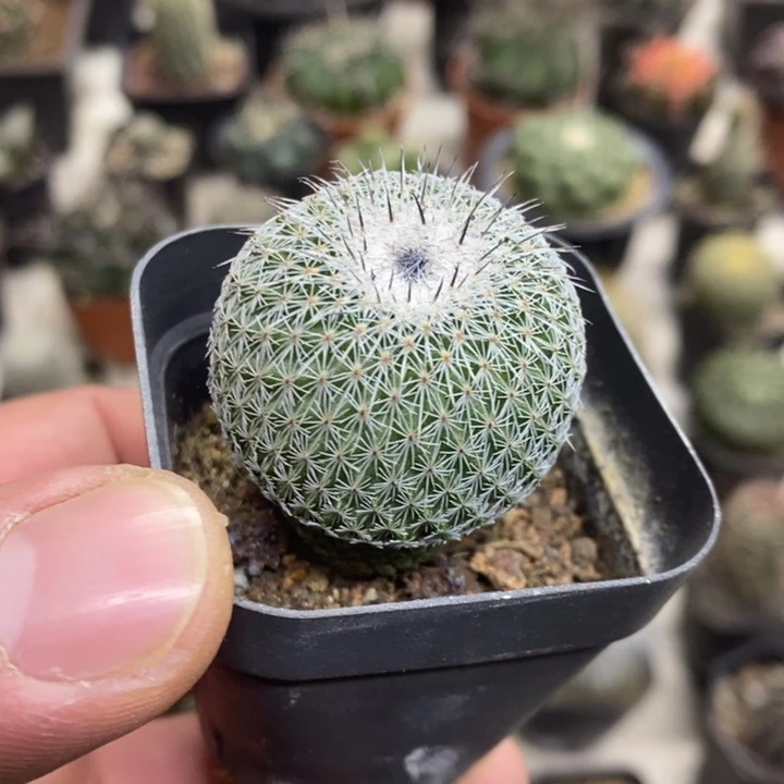 乌月丸特价福利包邮