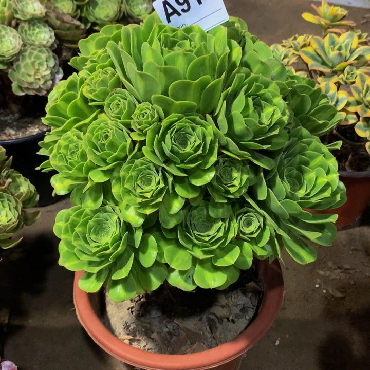 燕***子无花朵915000000000