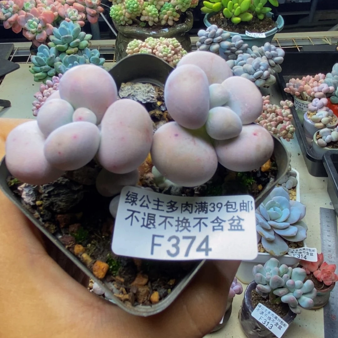 374芭比奶多肉7cm