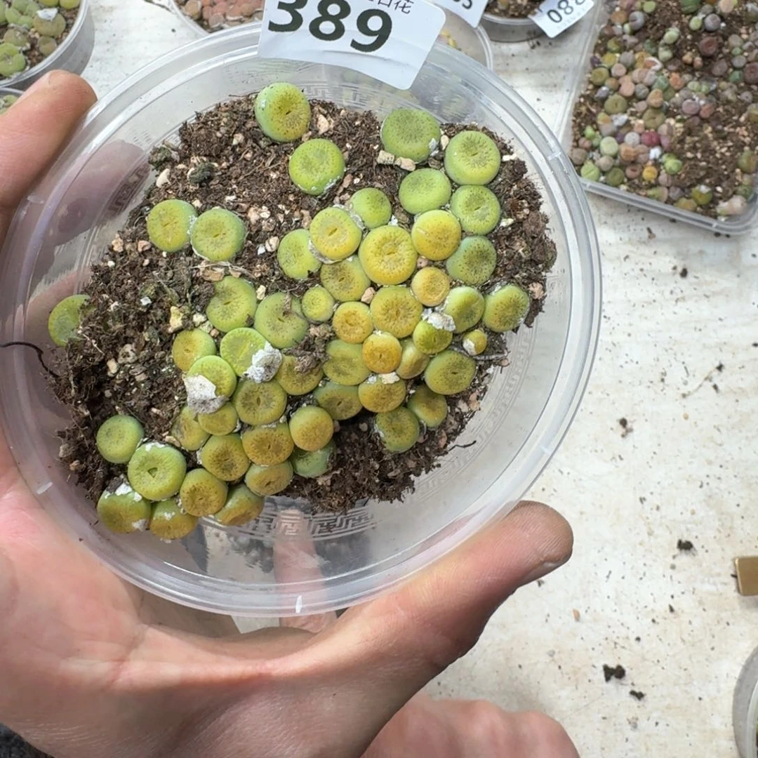 389。多肉植物一盒。
