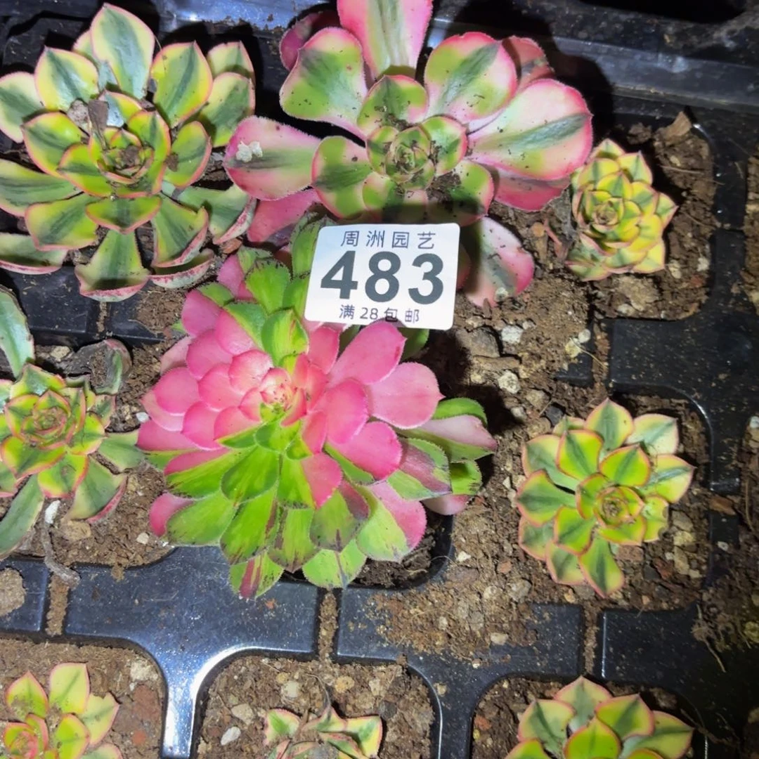 *****爱丽丝知否脱土发货483