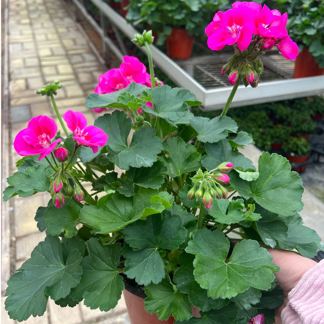 带花苞天竺葵盆栽洋绣球花苗四季开花不断重瓣庭院阳台花卉绿植