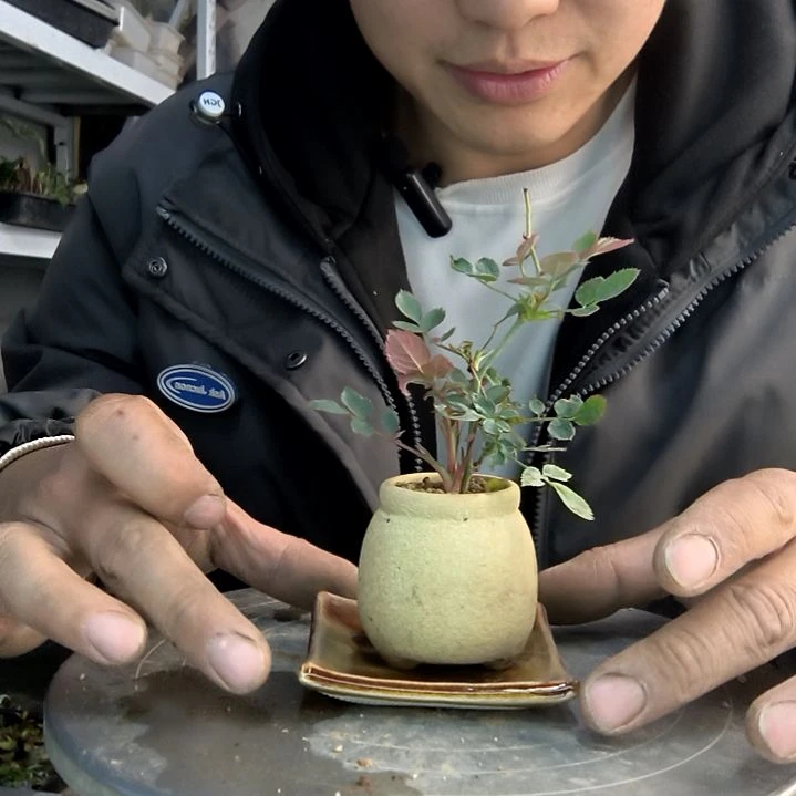 超***区小盆景小植物一物一拍153