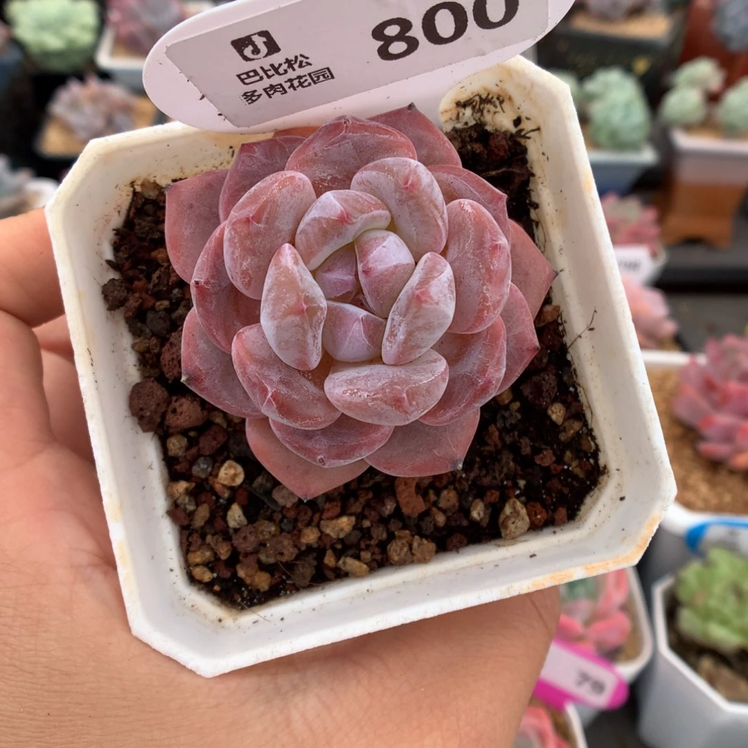 哒***咩800星影多肉植物一物一拍