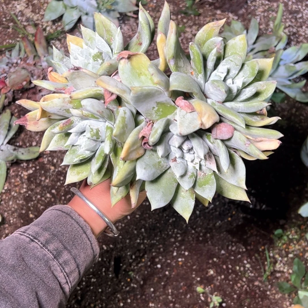 囍*5475哈哈哈哈哈哈哈