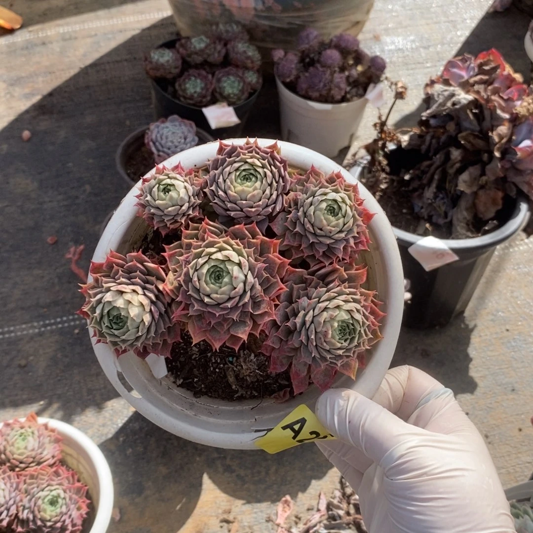 265朱砂痣一物一拍