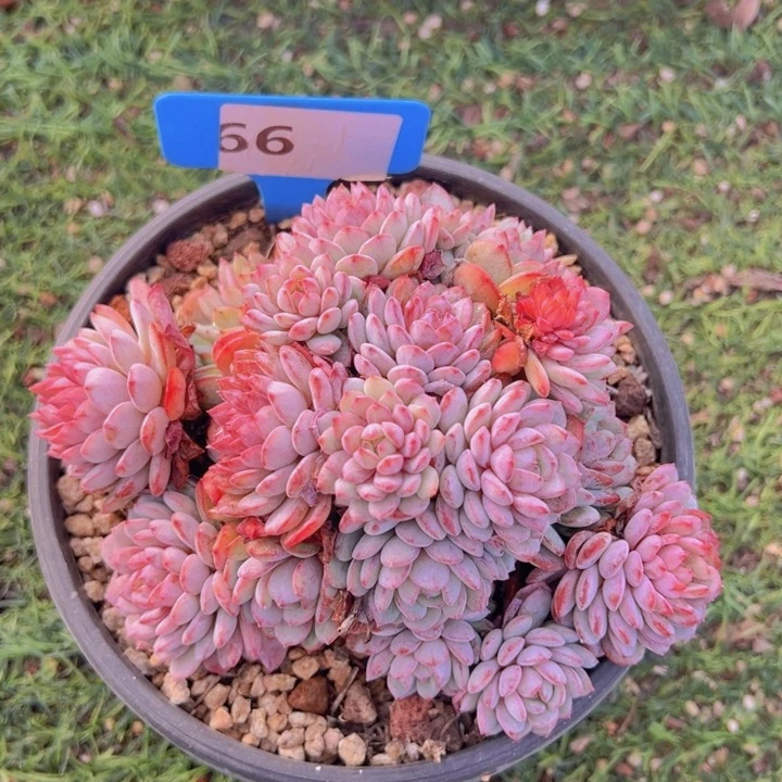 健健康康平平安安