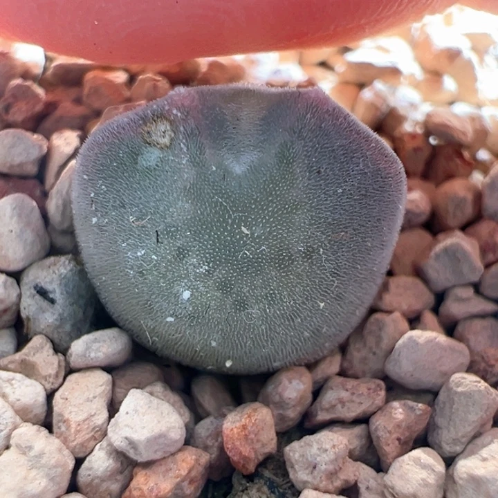 549。青蛙2年卡姿兰大眼 空蝉干疤福利啦