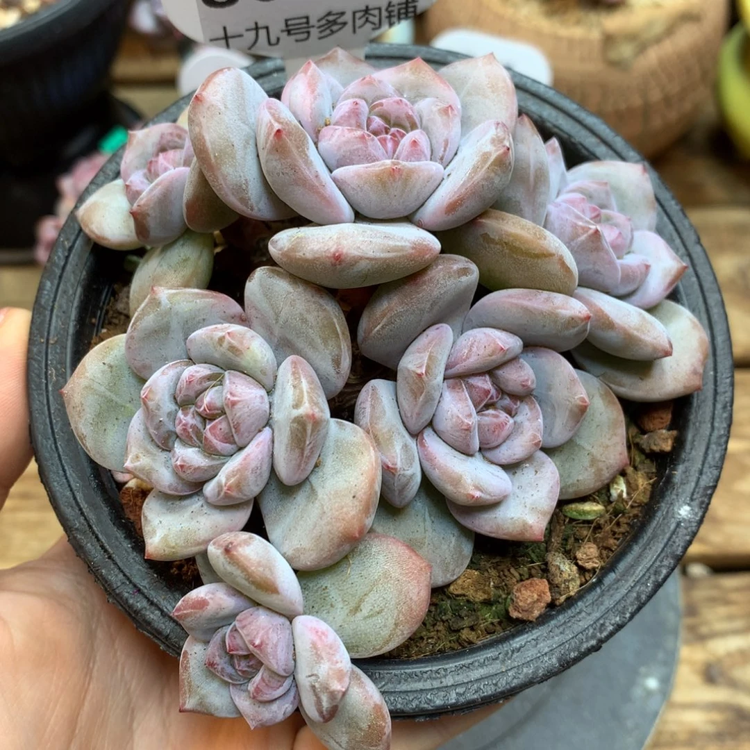 S0932 突尼斯 一头一桩