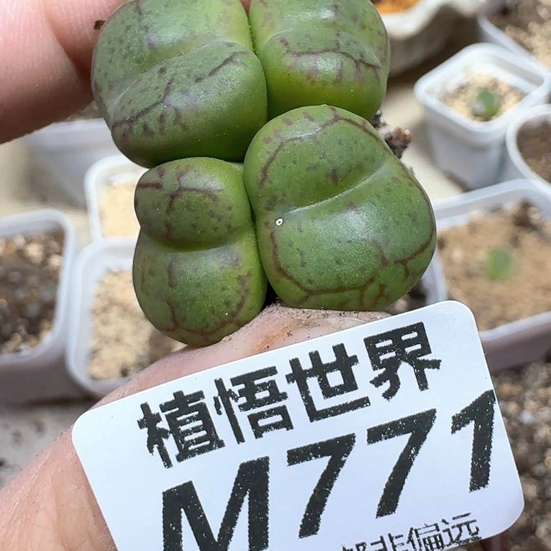 多肉植物的润泽df