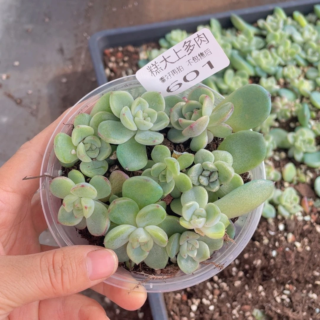 糕大上多肉植物601