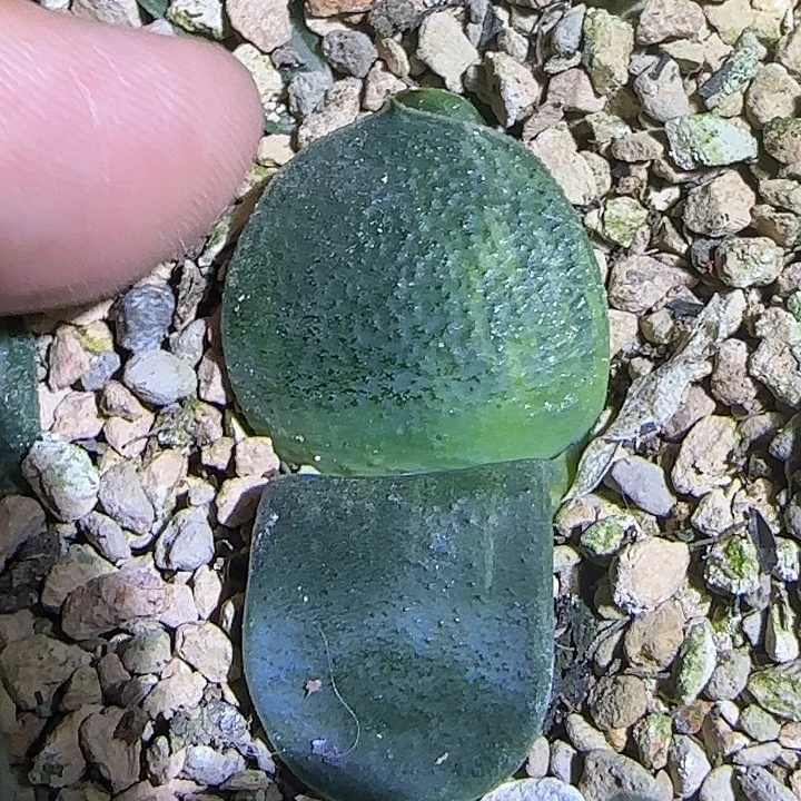 特价宽短厚卧牛锦苗