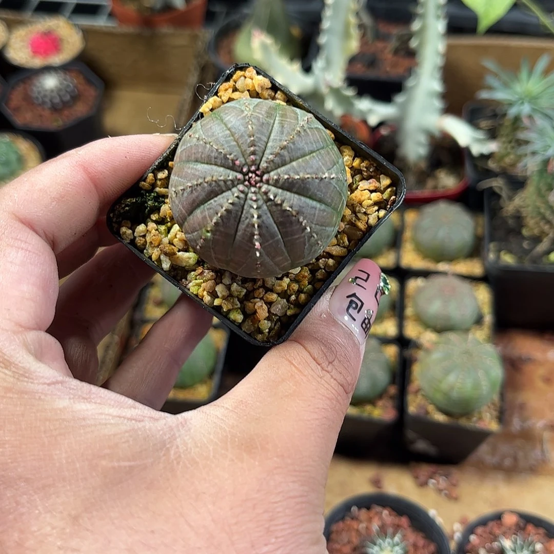 布纹球单头发货单头发