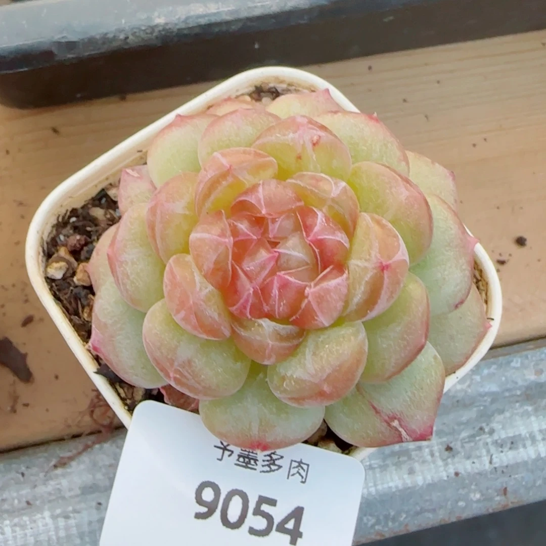 孤品，9054多肉植物
